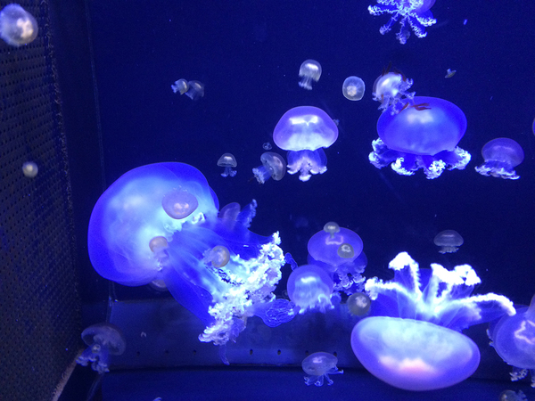 鶴岡市立加茂水族館②OH!!beautiful 神秘的なクラゲにパチリ