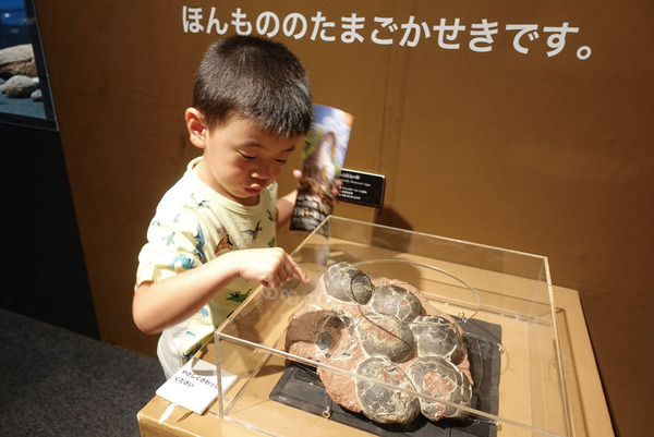 これって本物の恐竜のたまごなんだって
