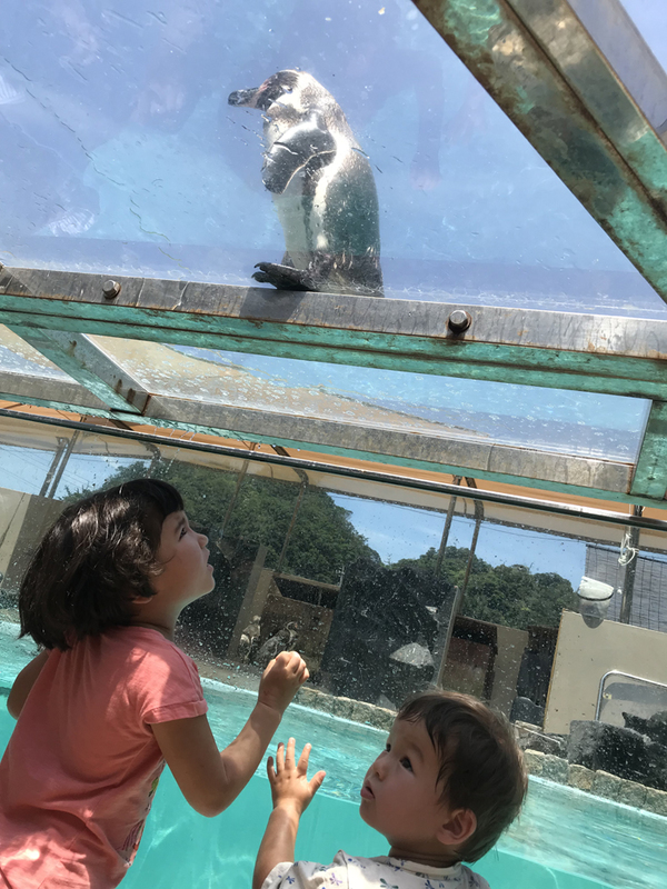 ペンギン