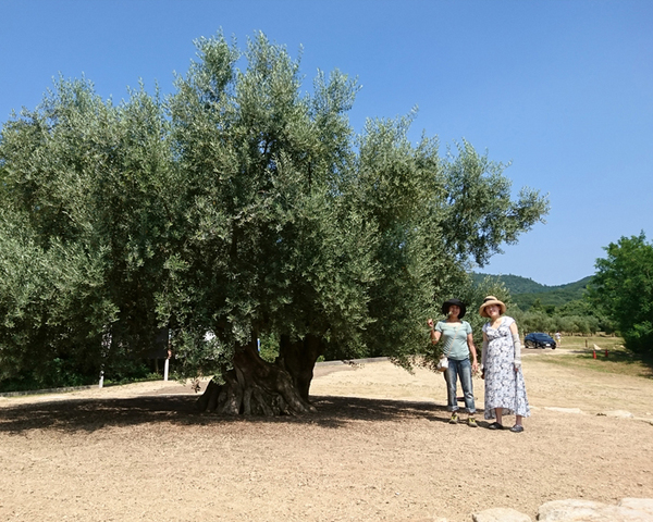 樹齢１０００年のオリーブの木