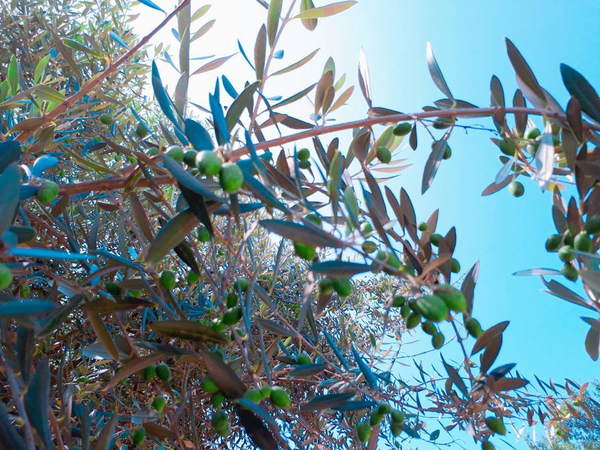 オリーブと瀬戸内の日差し