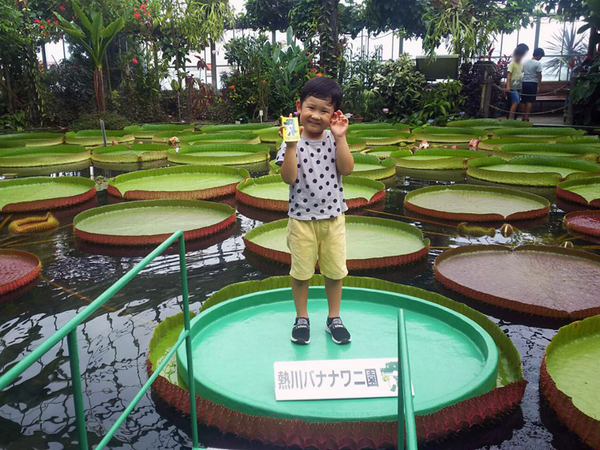 バナナワニ園、蓮の上で