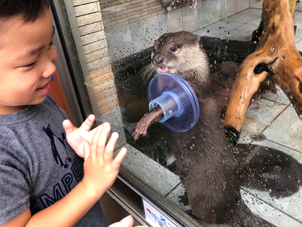コツメカワウソに餌やり!