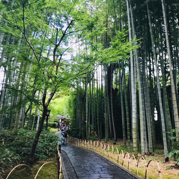竹の小径を散策