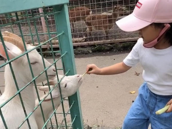 怖がりながらもヤギに餌やり！