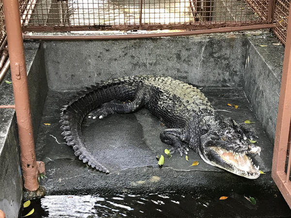 息子、初めての本物のワニ!!!