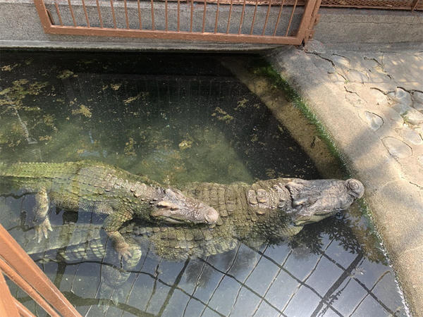 ワニの親子