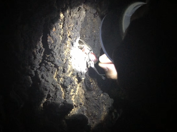 カブトムシ見つけたよー!!