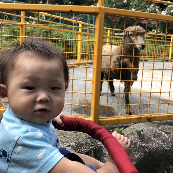 これがヒツジって生き物か