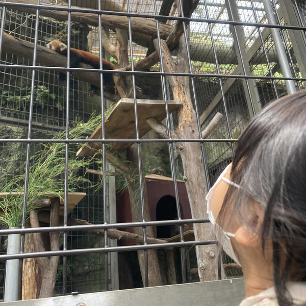 レッサーパンダ可愛い
