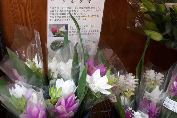 道の駅掛川にクルクマを出荷