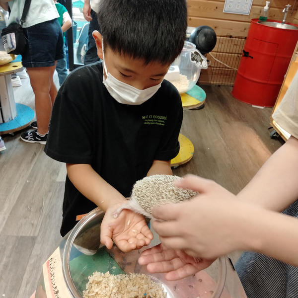 ハリネズミ痛くなかったよ!