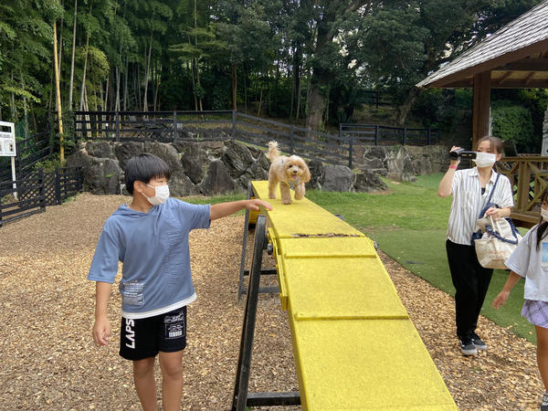 アジリティに挑戦中の愛犬