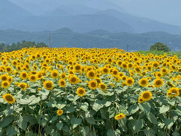 一面のひまわり畑