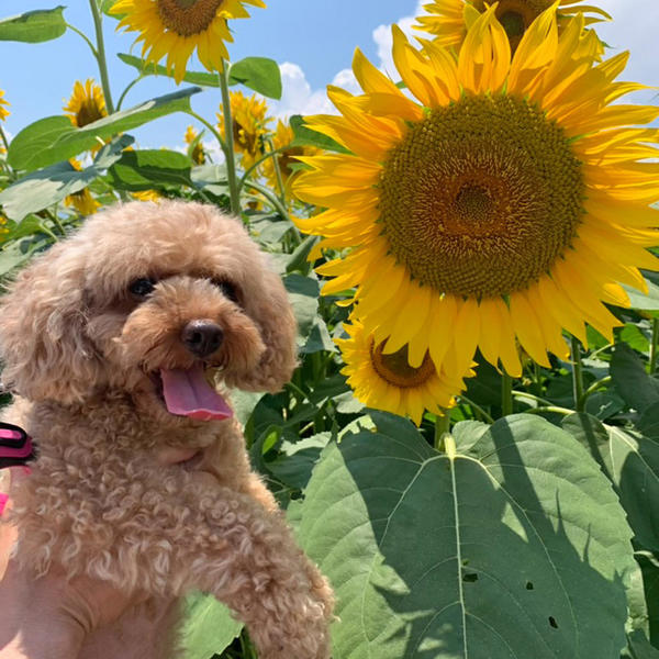 愛犬とひまわり