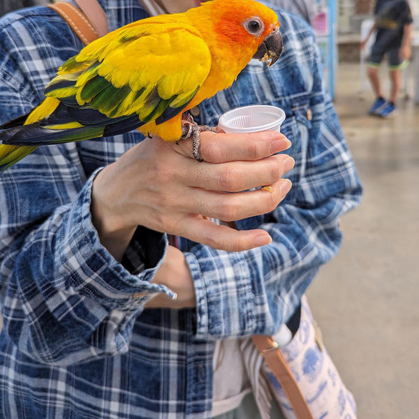 インコさんご飯中です。