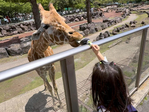 怖がりながらもキリンに餌をあげることが出来ました！！